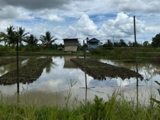 Banjir Tahunan Bikin Petani Gagal Panen, Normalisasi Kali Jalan di Tempat, Pemkab Sorong Dinilai Tutup Mata