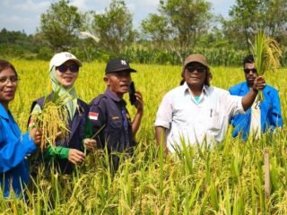 Mahasiswa Faperta UNAMIN Praktik Ubinan Padi di Kelompok Tani Sidodadi
