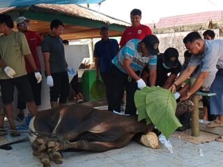 Unamin Sembelih 6 Sapi Kurban, Rektor Jadi Eksekutor Penyembelihan