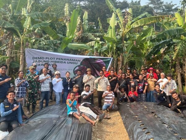 70 Warga Klamono Raya Belajar Bertani Langsung di Lahan, Jagung Ungu Brawijaya Jadi Komoditas Unggulan